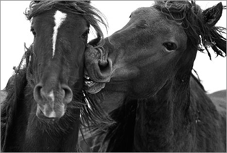головы лошадей поцелуй.серия Sable Island horses фотографа Roberto M. Dutesco