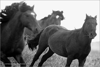 лошади в движении.серия Sable Island horses фотографа Roberto M. Dutesco