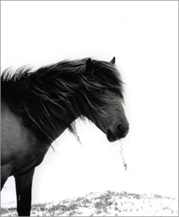 серия Sable Island horses фотографа Roberto M. Dutesco