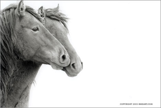 головы лошадей в профиль.серия Sable Island horses фотографа Roberto M. Dutesco