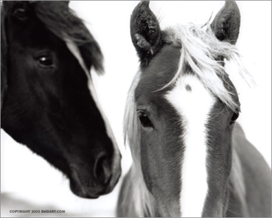 головы лошадей крупным планом.серия Sable Island horses фотографа Roberto M. Dutesco