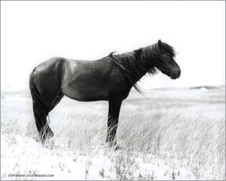 стоящая лошадь.серия Sable Island horses фотографа Roberto M. Dutesco