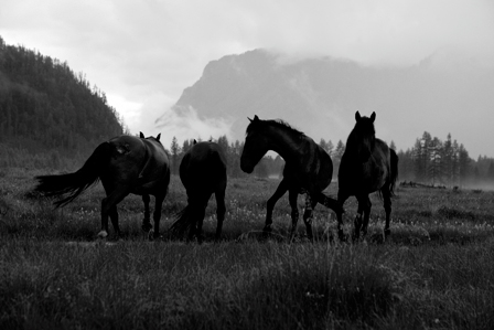 черно-белая фотография четыре лошади на лугу