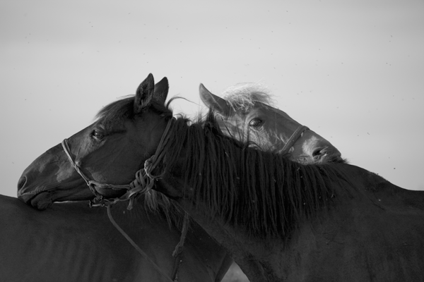 черно-белая фотография пара лошадей - головы